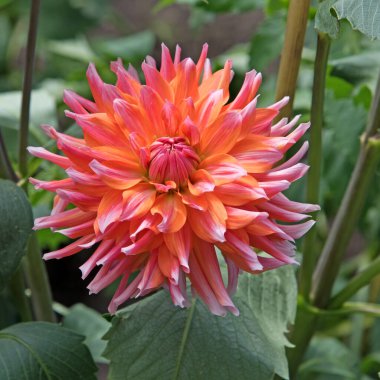 Çiçek açan yıldız çiçeklerinin yakın plan görüntüsü