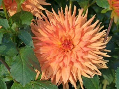 Çiçek açan yıldız çiçeklerinin yakın plan görüntüsü