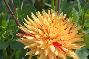 Çiçek açan yıldız çiçeklerinin yakın plan görüntüsü