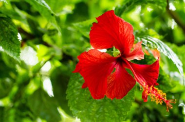 Parktaki Kırmızı Hibiscus