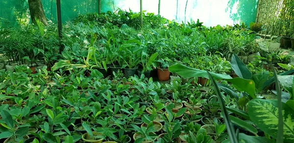Växters Liv Ett Växthus — Stockfoto