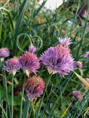 Sarımsak ya da şişkinlik oku!