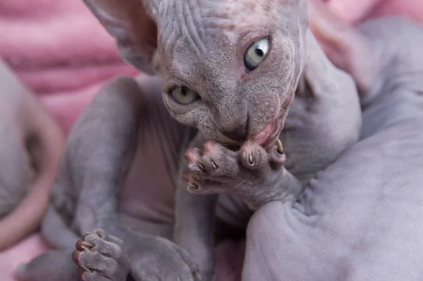 Gray Kitten Canadian Velor Sphinx Licks Paw Cat Lies Pink — Stock Photo, Image