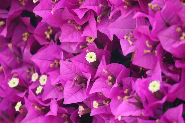 Mooie Roze Bloemen Achtergrond — Stockfoto