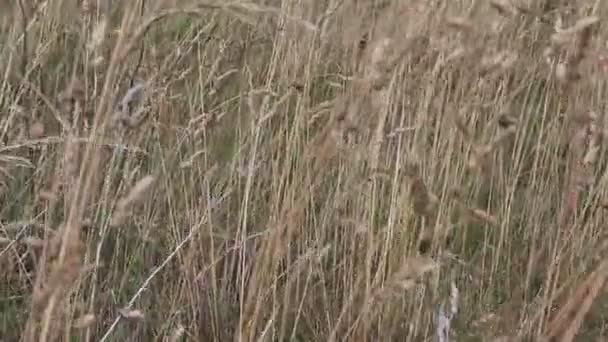 Campo Con Tallo Largo Hierba Verano Con Viento — Vídeo de stock