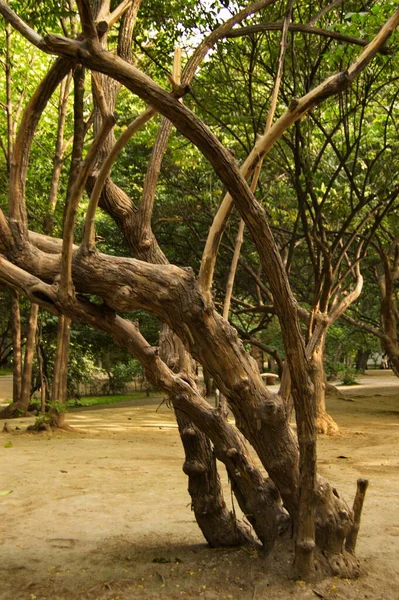 Old sycamore trees in chineese Celebration Palace park with green trees at the background in Celebration Palace park, Xian, China