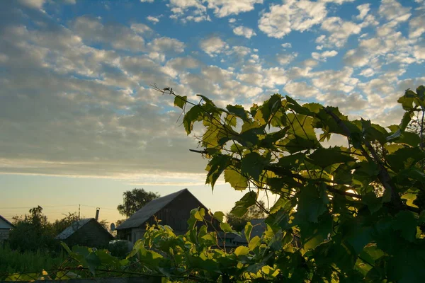 Голубое Небо Покрытое Множеством Маленьких Белых Облаков Над Зеленой Виноградной — стоковое фото