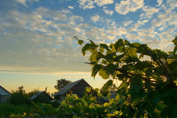 Grüne Weinreben Vor Dem Hintergrund Eines Wunderschönen Hellblauen Himmels Weißer — Stockfoto