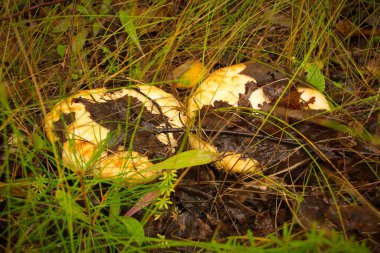 Yeşil orman çimlerinde düşmüş kahverengi yapraklarla kaplı yabani mantarlar. Lactarius resimus, tuzlu turşu turşusu çok lezzetlidir.. 