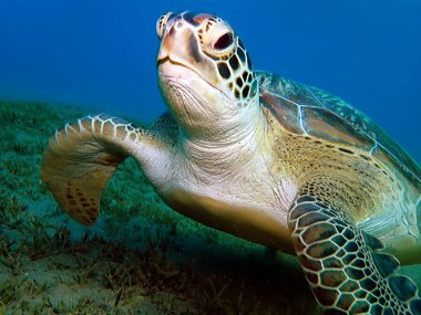 Yeşil kaplumbağa deniz otunu yiyor.