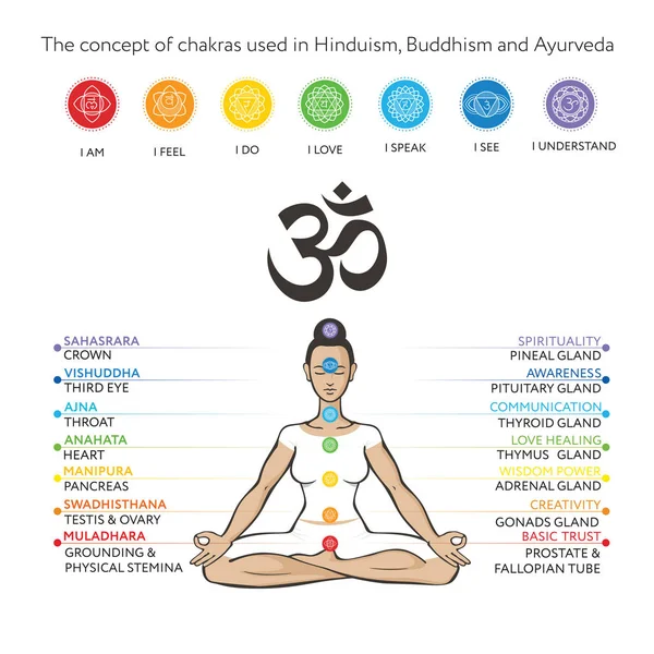 Csakrája meg az emberi test-vektoros rajz Sahasrara, Ajna, Vishuddha, anahata, Manipura, Svadhisthana, Muladhara szöveggel arról a mirigyek és a szimbólum om. A nő Asana Padmasana. Használt alternatív gyógyászat-Ayurveda, továbbá a hinduizmus és a jóga — Stock Vector
