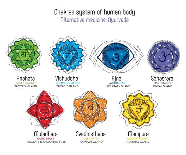 Chakras set tubuh manusia vektor menggambar Sahasrara, Ajna, Vishuddha, Anahata, Manipura, Svadhisthana, Muladhara dengan teks tentang kelenjar nya. Digunakan dalam pengobatan alternatif - Ayurveda, juga dalam agama Hindu dan Yoga - Stok Vektor