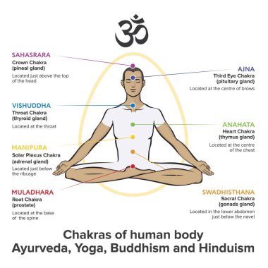 Asana Padmasana 'daki Yogi adam. İnsan vücudundan oluşan çakralar, Sahasrara, Ajna, Vishuddha, Anahata, Manipura, Svadhisthana, Muladhara 'yı salgı bezleri hakkında metinlerle çiziyor. Alternatif tıpta kullanılır - Ayurveda, Hinduizm ve Yoga 'da da.