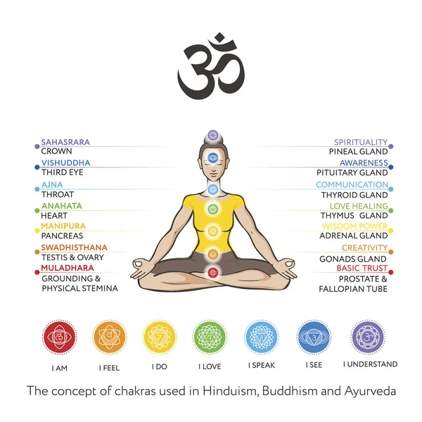 Femme Yogi Dans Asana Padmasana Ensemble Chakras Corps Humain Dessin — Image vectorielle