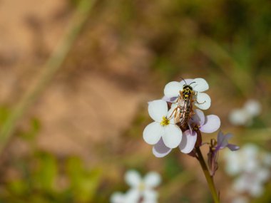 Beyaz sarımsak mantarı çiçekleri üzerinde sarı bir eşek arısı (vespula). Bu arı hayvan gibi Orta Doğu 'da yaşıyor. Fotoğraf Ürdün 'deki Dana Biyosfer rezervinde çekildi.
