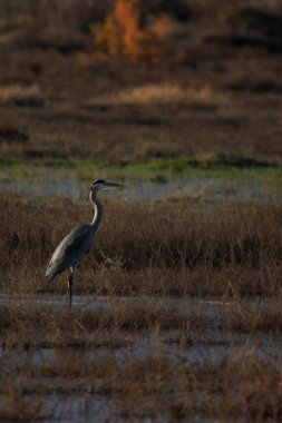 Virginia Sahili 'ndeki ulusal yaban hayatı sığınağının sazlıklarının arasında saklanan büyük mavi balıkçıl (Ardea herodias) görüntüsü. Görüntü ayrıca bitkiler gibi uzun otlarla dolu sulak arazi bataklığını da gösteriyor..