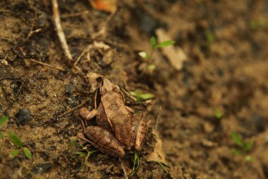 A wood frog (Lithobates sylvaticus) camouflaging on muddy soil at a nature reserve in Maryland. Image was taken in autumn. This brown frog lives mainly in coastal plains. clipart