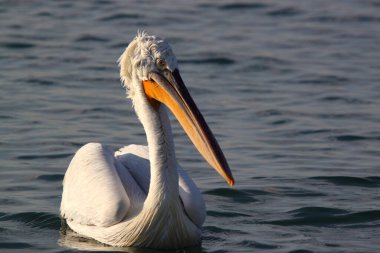 Sudaki büyük beyaz pelikanın görüntüsünü kapat