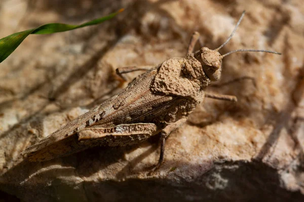 Κοντινή Εικόνα Ενός Μπεζ Χρώματος Oedipoda Miniata Κόκκινη Φτερωτή Ακρίδα — Φωτογραφία Αρχείου