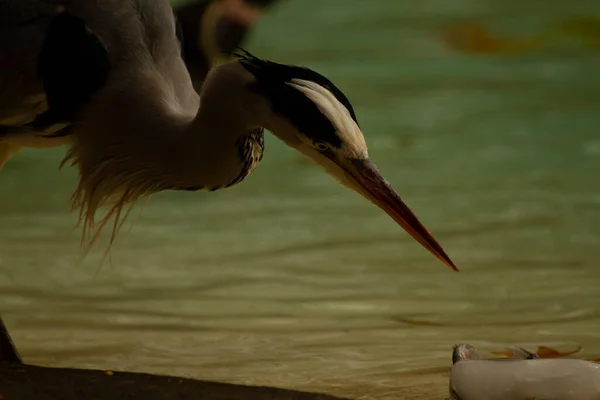 Retrato Una Garza Acercándose Los Peces Esta Una Imagen Cerca — Foto de Stock