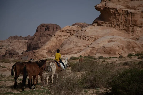 一个来自约旦佩特拉的当地男孩和三匹马 这个少年骑着一匹马 牵着另外一匹马 后面还有一条绳子 他带着惊人的岩石和前方走过干旱的沙漠 — 图库照片