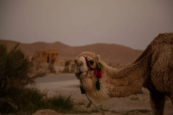 Soluppgång Bild Kamel Bland Gamla Ruinerna Palmyra Bild Presenterar Djuret — Stockfoto