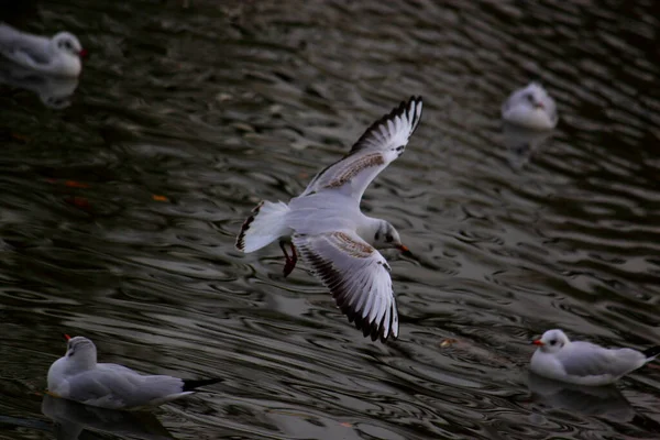 Seagull Flight Close Action Photo Seagull Flight Its Wings White — Stock Photo, Image