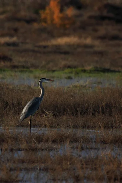 Imagen Cerca Una Gran Garza Azul Ardea Herodias Escondida Entre — Foto de Stock