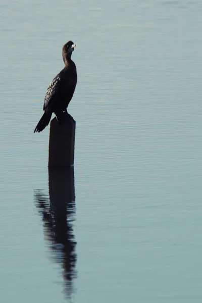 Imagen Aislada Gran Cormorán Negro Phalacrocorax Carbo Descansando Sobre Poste —  Fotos de Stock