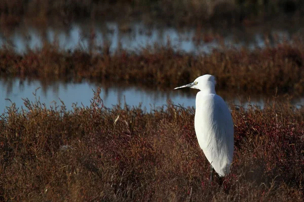 Egretta Garzetta Garza Pequeña Tipo Garza Pequeña Que Los Humedales — Foto de Stock