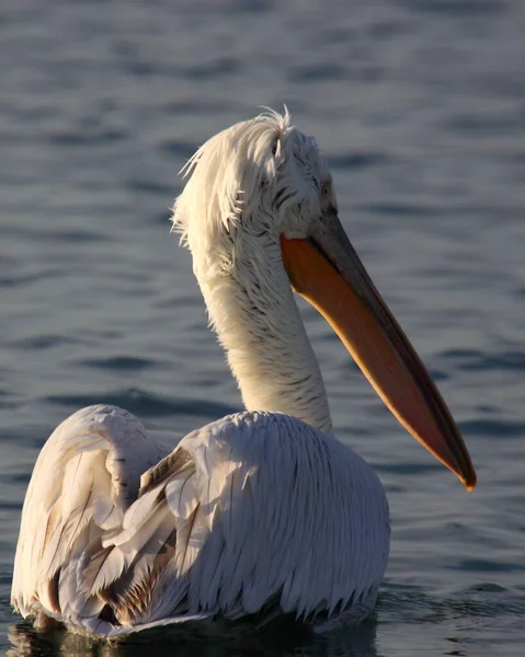 Image Rapprochée Grand Pélican Blanc Dans Eau — Photo