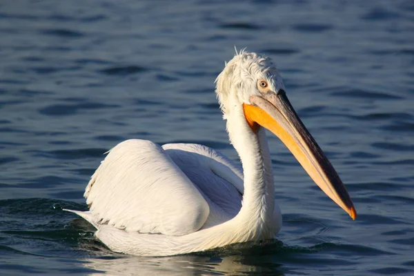 Nahaufnahme Eines Großen Weißen Pelikans Wasser — Stockfoto