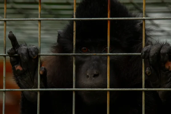 Close Image Chimpanzee Kept Small Metal Cage Monkey Very Sad — Stock Photo, Image