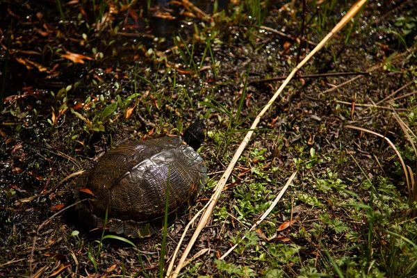 Närbild Isolerad Sköldpadda Terrapene Carolina Bilden Togs Back Bay National — Stockfoto
