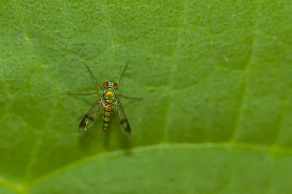 Закрыть Изображение Мухи Condylostylus Caudatus Зеленом Бобовом Листе Макрообъектив Изображения — стоковое фото