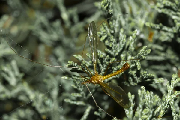 Imagen Cerca Una Mosca Grúa Marrón Conocida Por Sus Largas —  Fotos de Stock