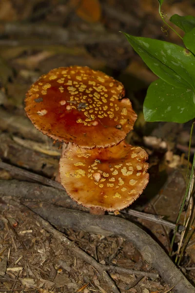 雨后生长在潮湿的森林地面上的粉蝇蘑菇的分离图像 照片是在马里兰拍摄的 — 图库照片