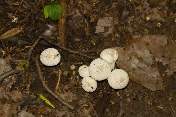 Isoliertes Bild Von Lycoperdon Perlatum Gemeiner Puffballpilz Ein Weißer Keulenförmiger — Stockfoto