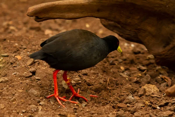Nahaufnahme Eines Schwarzen Schienenvogels Gallirallus Mit Leuchtend Roten Beinen Und — Stockfoto
