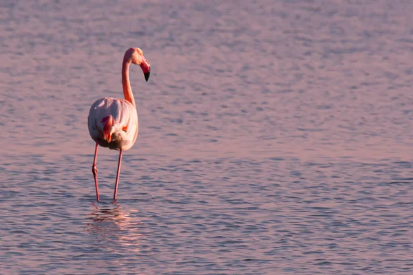 Immagine Isolata Singolo Fenicottero Maggiore Phoenicopterus Roseus Che Allontana Acque — Foto Stock