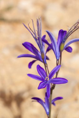 Mor bir çiçek kümesinin yakın plan görüntüsü. Yabani çiçek Gentianaceae (Genitans) ailesinin bir üyesidir. Bu izole görüntü Ürdün 'deki Dana Biyosfer rezervinde kaydedildi.