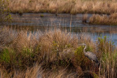 Virginia Sahili 'ndeki ulusal yaban hayatı sığınağının sazlıklarının arasında saklanan büyük mavi balıkçıl (Ardea herodias) görüntüsü. Görüntü ayrıca bitkiler gibi uzun otlarla dolu sulak arazi bataklığını da gösteriyor..