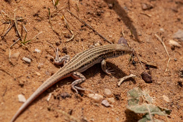 Een Close Van Schreiber Fringe Fingered Hagedis Acanthodactylus Schreiberi Een — Stockfoto