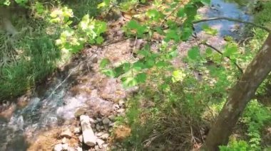 Little Bennett Deresi 'nin bir kolu, berrak dağ suyunun sığ sularda aktığı bölge parkından geçiyor. Ağaçlar bu güneşli yaz gününde güzel gölgeler yaratır..