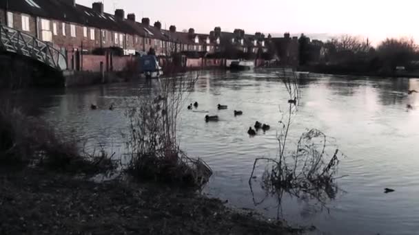 Красивый Вид Закат Реки Темзы Оксфорде Утки Плавают Воде Две — стоковое видео