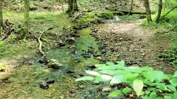 Приток Реки Литтл Беннет Проходит Через Региональный Парк Чистая Горная — стоковое видео