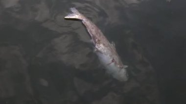 Kirlenmiş bir nehirde baş aşağı yüzen ölü bir balığın görüntülerini kapatın. Bu, endüstrileşmeden kaynaklanan habitat tahribatı, kimyasal ve biyolojik kirlenmeye bir örnektir..