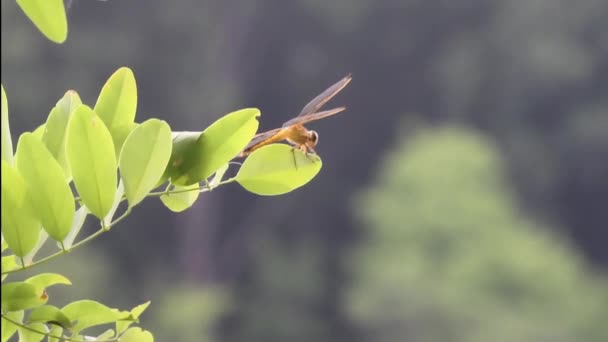 Närbild Golden Winged Skimmer Libellula Auripennis Ett Blad Den Här — Stockvideo