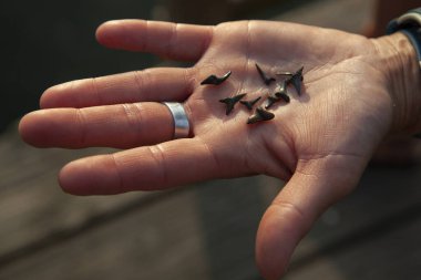 Bir grup fosilleşmiş köpekbalığı dişi (25 milyon yıl önce) bir kadın tarafından Potomac nehrinin kıyısındaki cüzdanda bulundu. Onları avucunda gösteriyor..