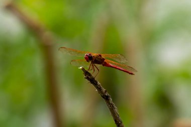 Maryland, Potomac Nehri yakınlarındaki tahta bir çubukta erkek bir sonbahar çayırşahininin (Sympetrum vicinum) makro lens görüntüsünü kapatın. Bu ejderha sineği, küçük evreninde en iyi yırtıcılardan biridir.. 